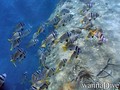 scuba diving photo
