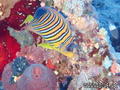 scuba diving photo