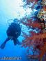 scuba diving photo