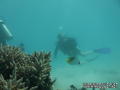 scuba diving photo
