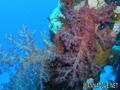 scuba diving photo