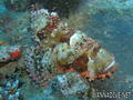 scuba diving photo