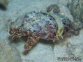 scuba diving photo
