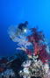 scuba diving photo