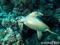 scuba diving photo