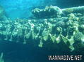 scuba diving photo