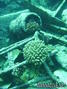 scuba diving photo