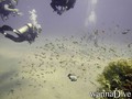 scuba diving photo