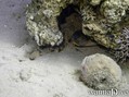 scuba diving photo