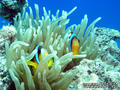 scuba diving photo