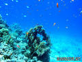 scuba diving photo