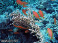 scuba diving photo