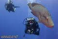 scuba diving photo