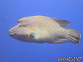 scuba diving photo