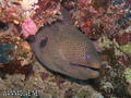 scuba diving photo