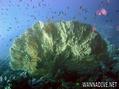 scuba diving photo