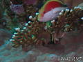 scuba diving photo