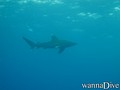 scuba diving photo
