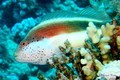 scuba diving photo