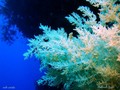 scuba diving photo
