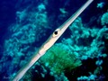 scuba diving photo