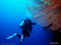 scuba diving photo