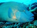 scuba diving photo