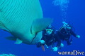 scuba diving photo