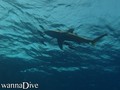 scuba diving photo