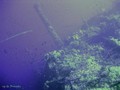 scuba diving photo