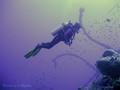 scuba diving photo