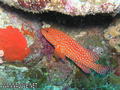 scuba diving photo