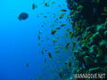 scuba diving photo