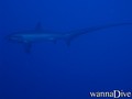 scuba diving photo
