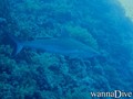 scuba diving photo