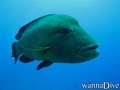 scuba diving photo
