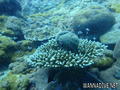 scuba diving photo