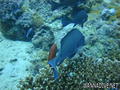 scuba diving photo