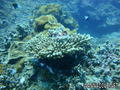 scuba diving photo
