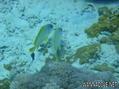 scuba diving photo