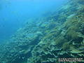 scuba diving photo