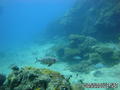 scuba diving photo