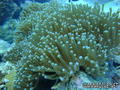 scuba diving photo