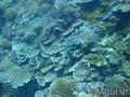scuba diving photo