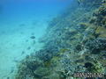 scuba diving photo