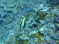 scuba diving photo