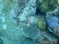 scuba diving photo