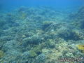 scuba diving photo