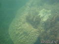 scuba diving photo