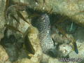 scuba diving photo